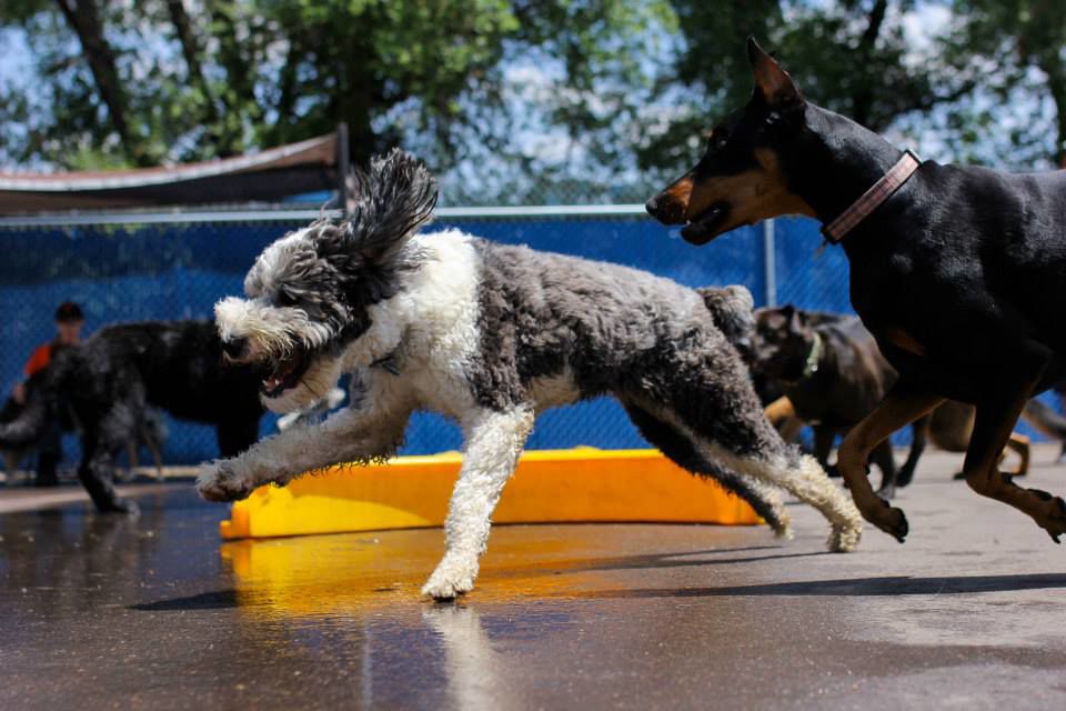 running pups